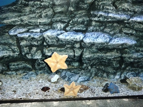 Экспозиция в Приморском океанариуме